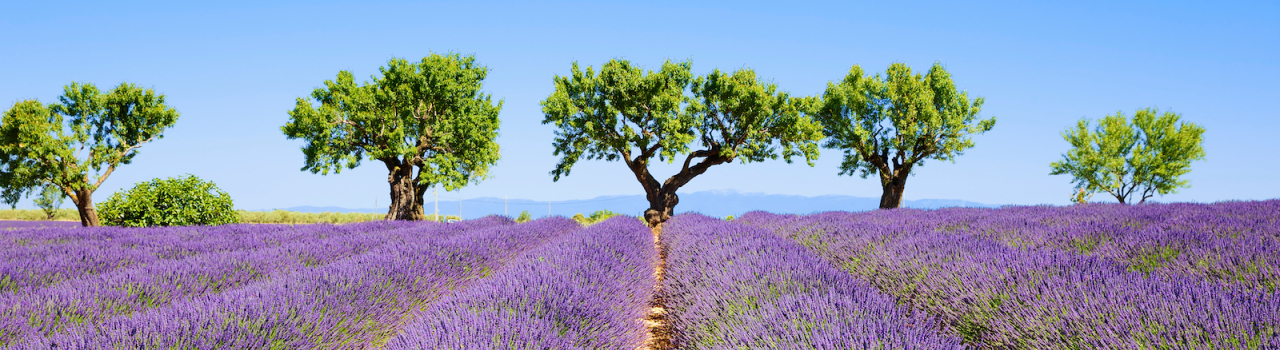 Provence