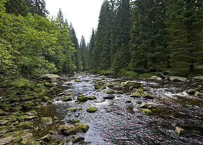 Böhmerwald