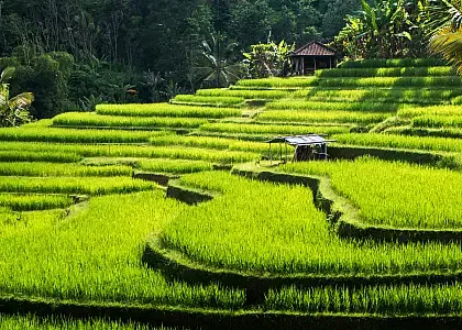 Ubud