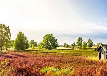 Lüneburger Heide